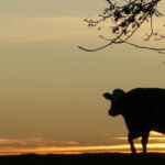 Vache le soir tombant